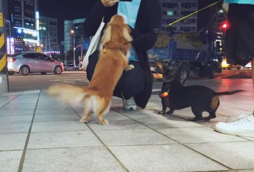 ダックスフンド,動画