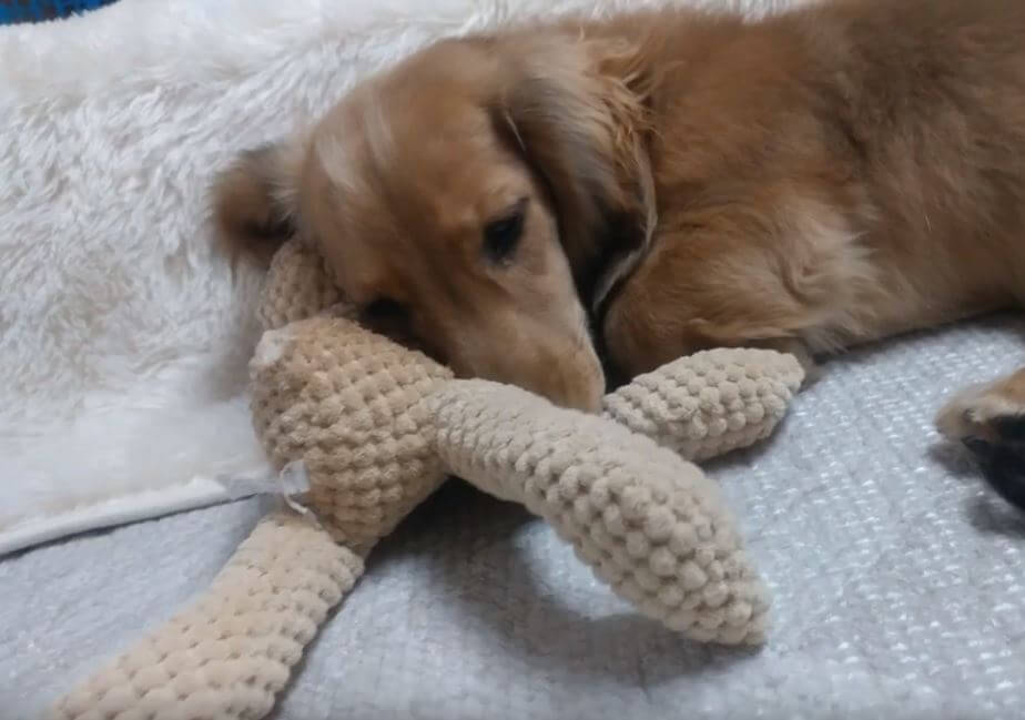 ダックスフンド,動画