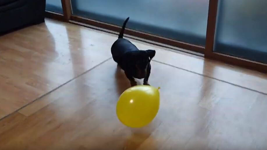 ダックスフンド,動画