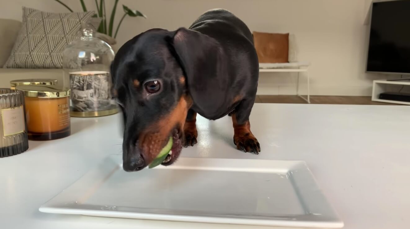 ダックスフンド,動画