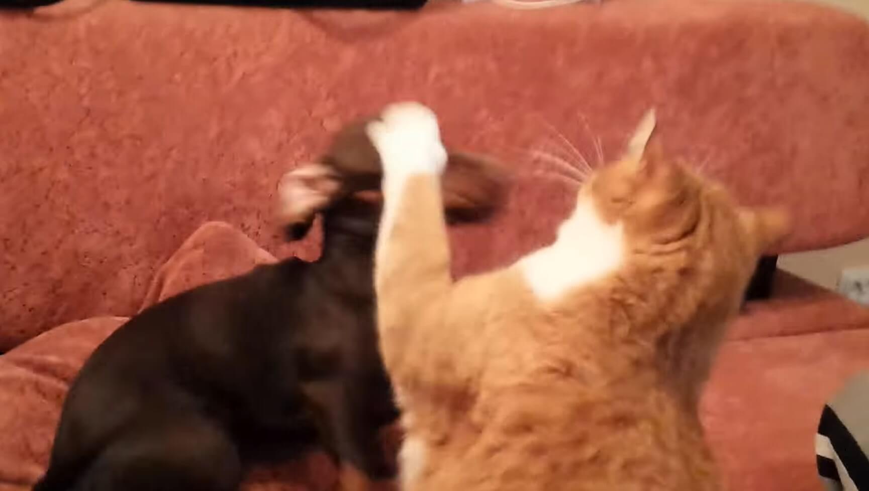 ダックスフンド,動画