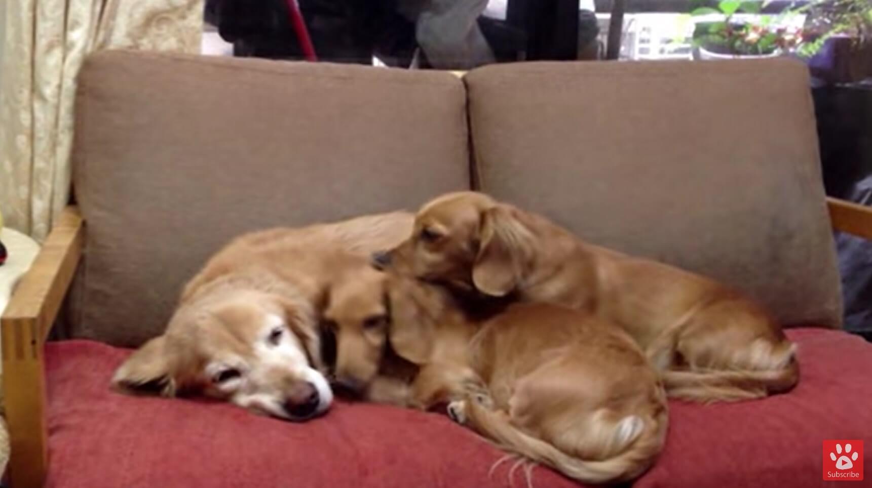 ダックスフンド,動画