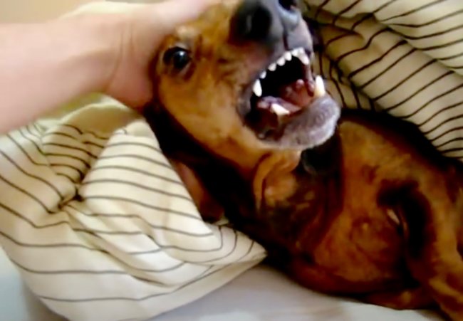 ダックスフンド,動画