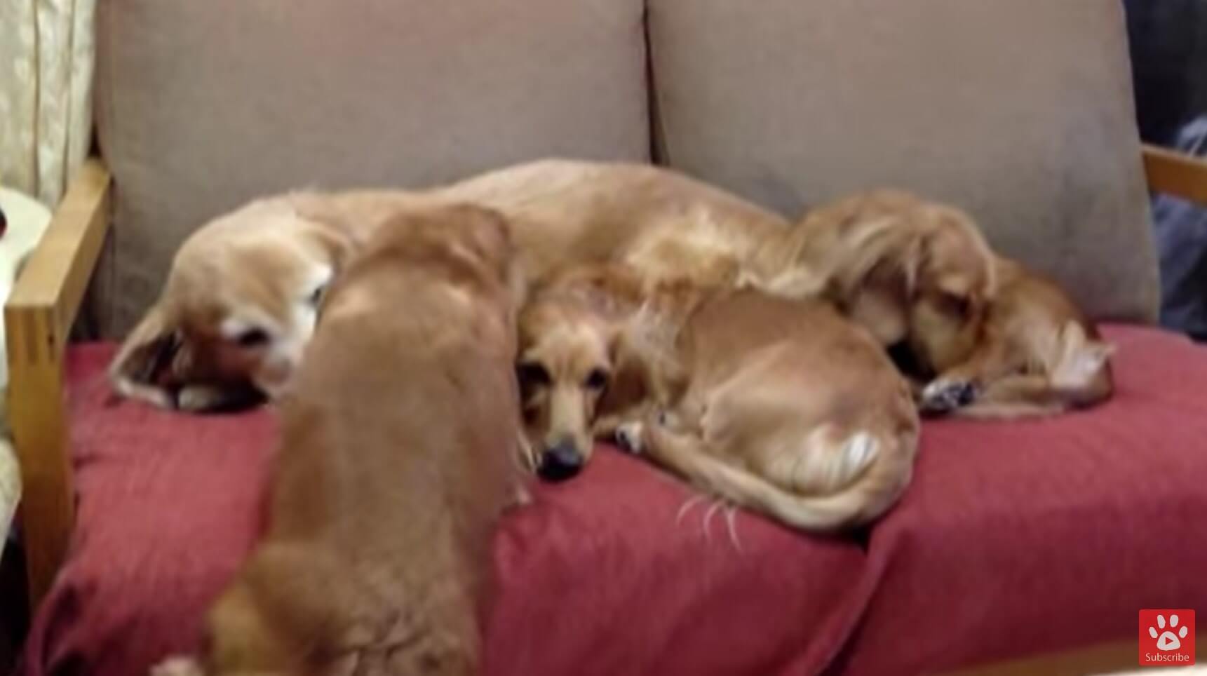 ダックスフンド,動画