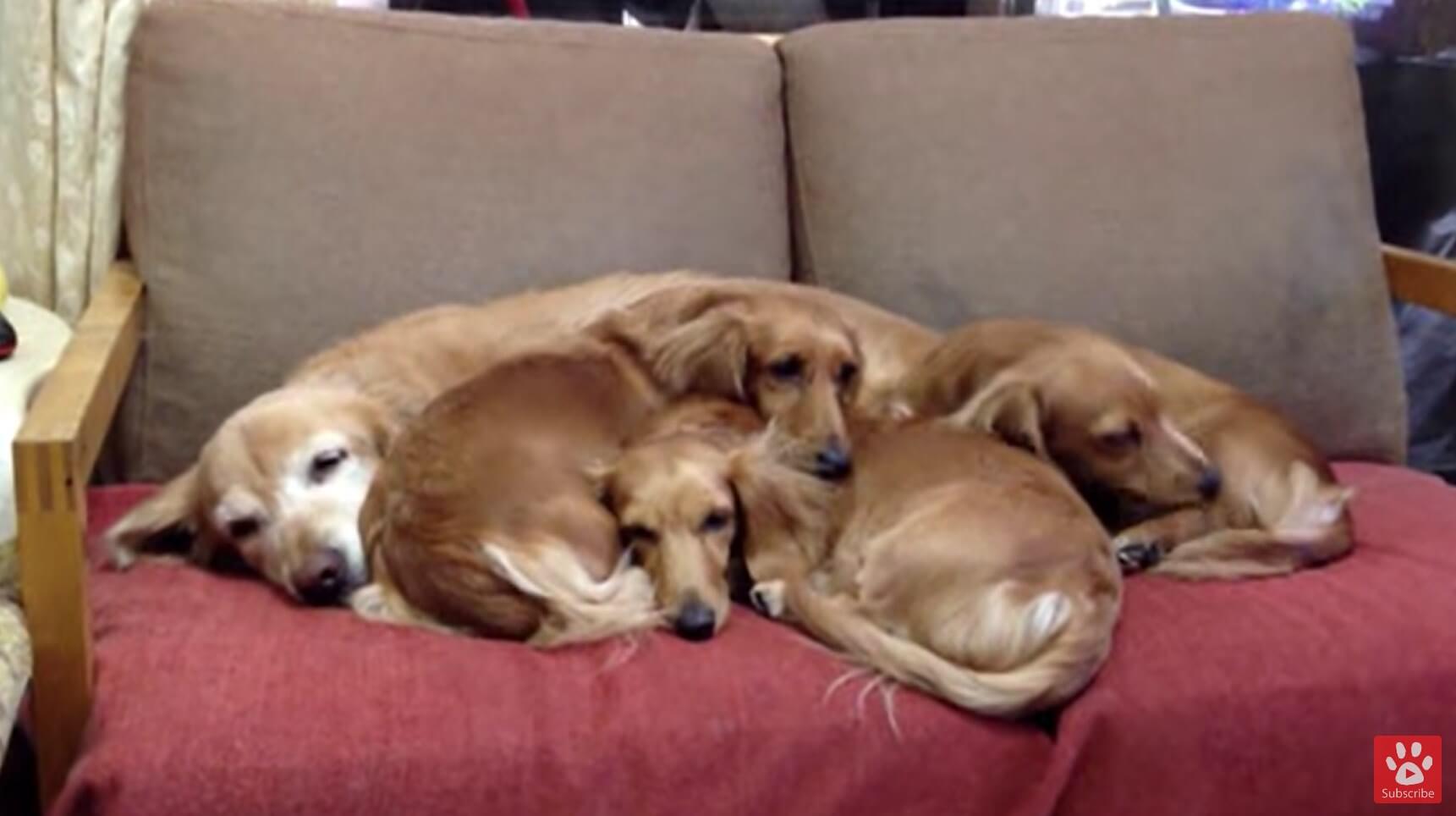 ダックスフンド,動画