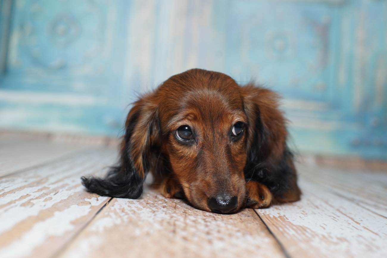 ダックスフンド,脱臼