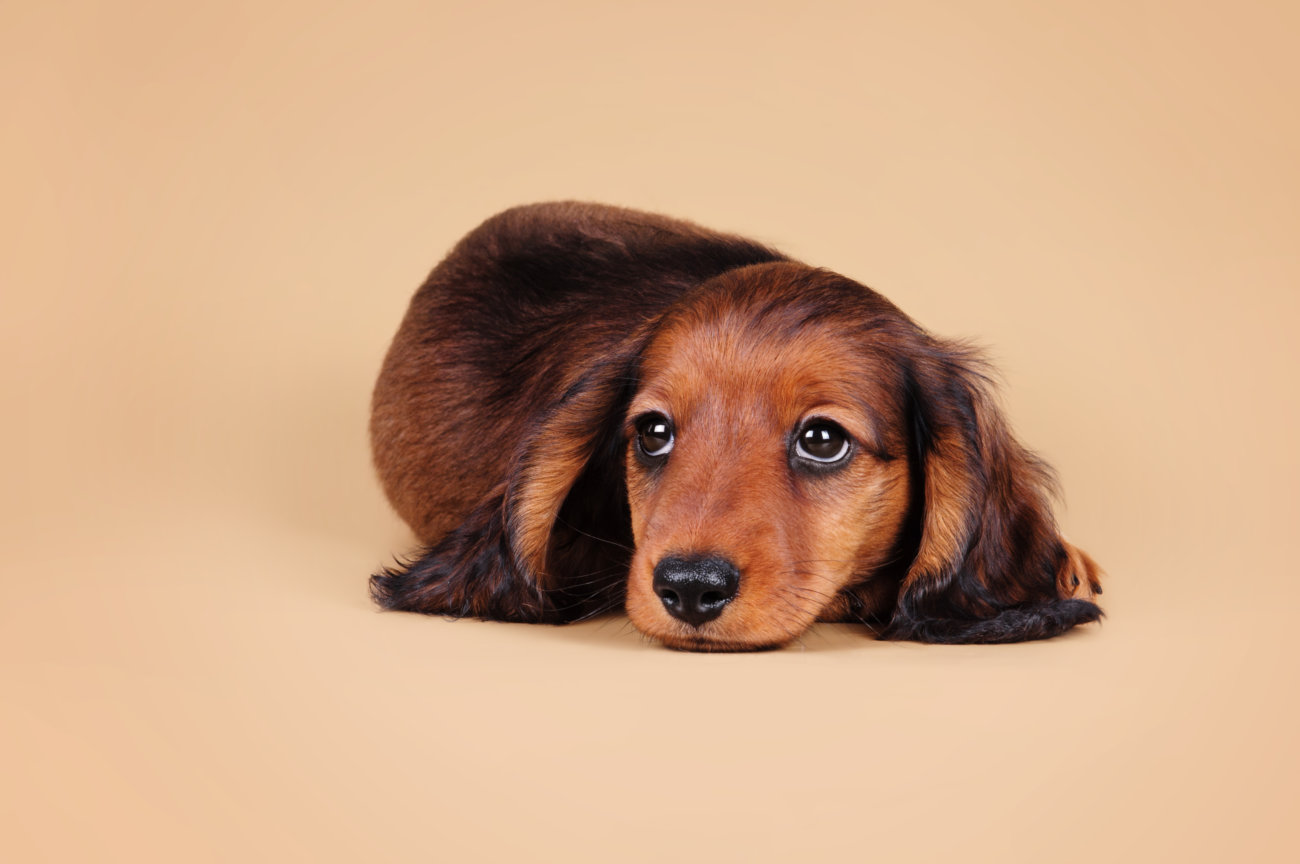 ダックスフンド,基本情報