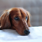 ダックスフンド 病気辞典