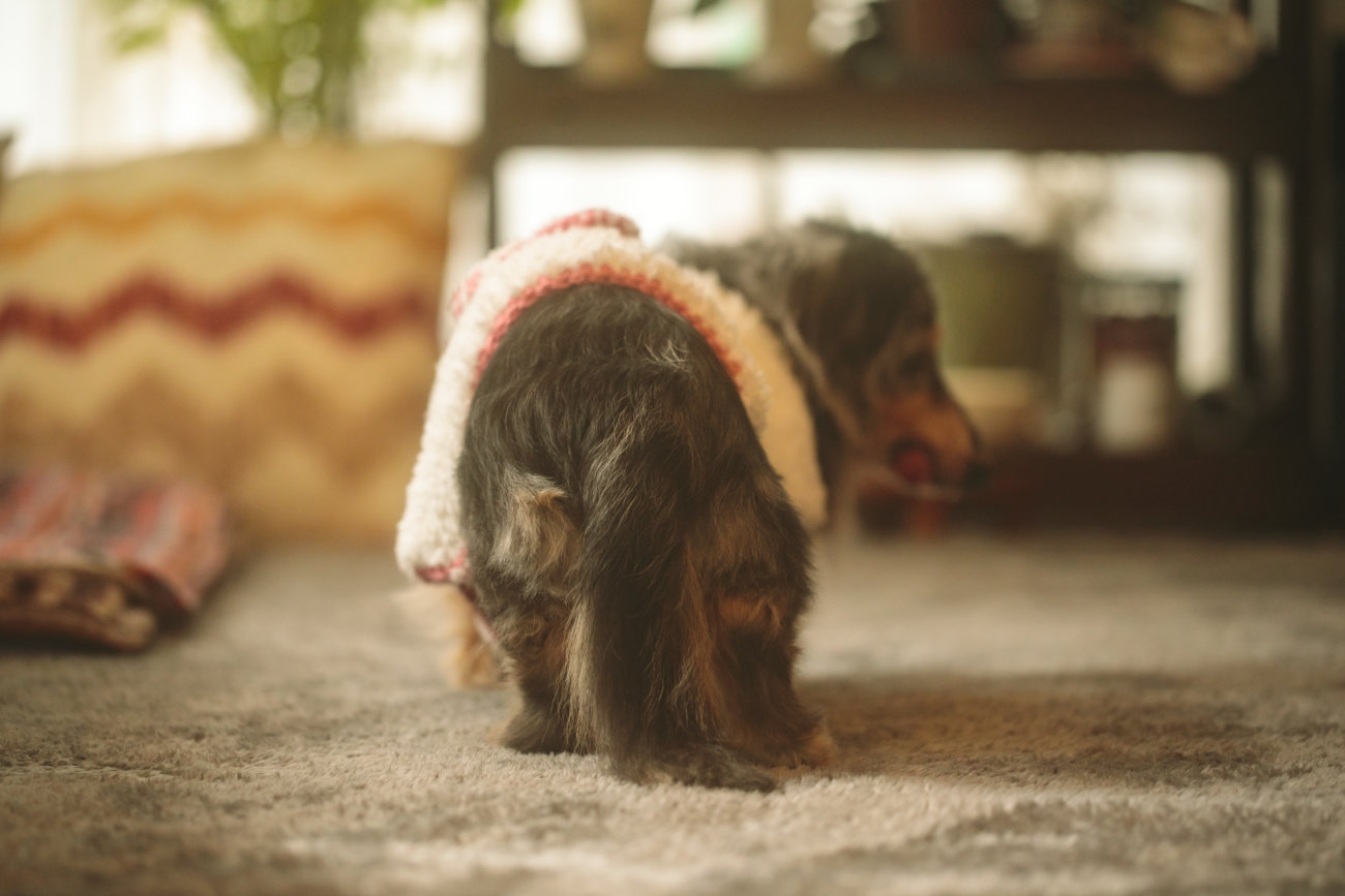 ダックスフンド,シニア,ほたる