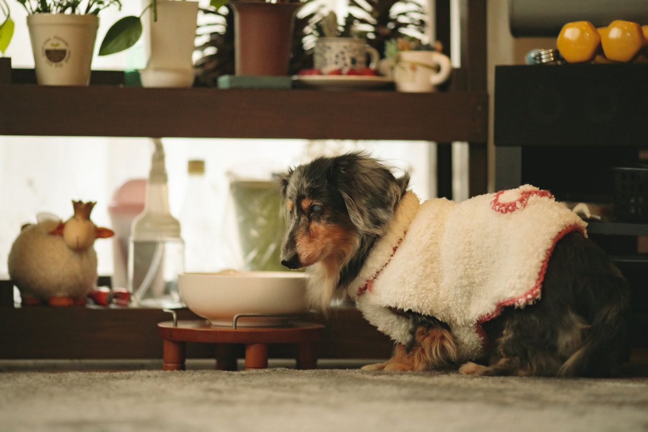 ダックスフンド,シニア,ほたる