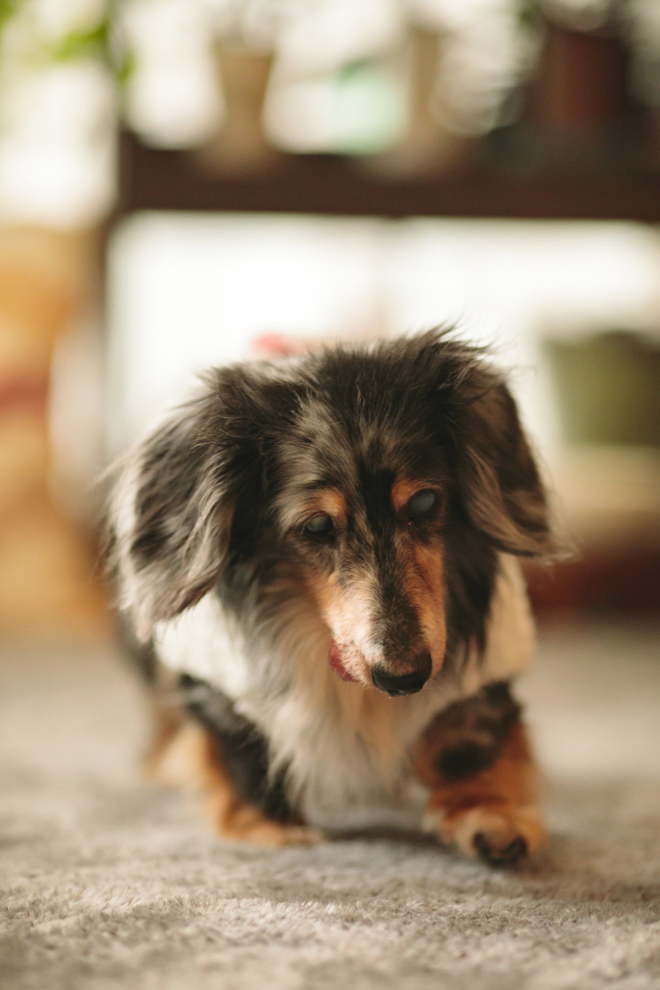 ダックスフンド,シニア,ほたる