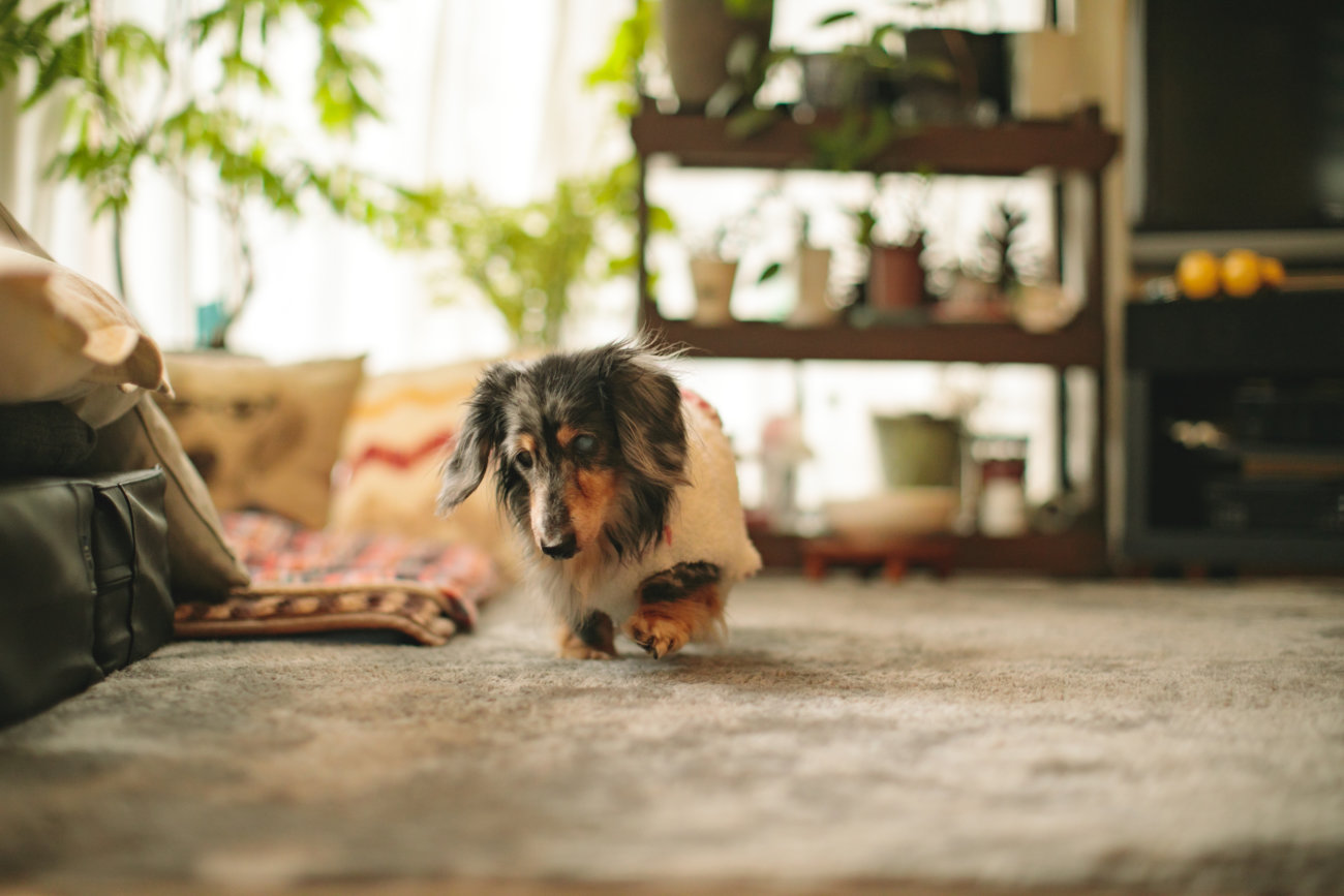 ダックスフンド,シニア,ほたる