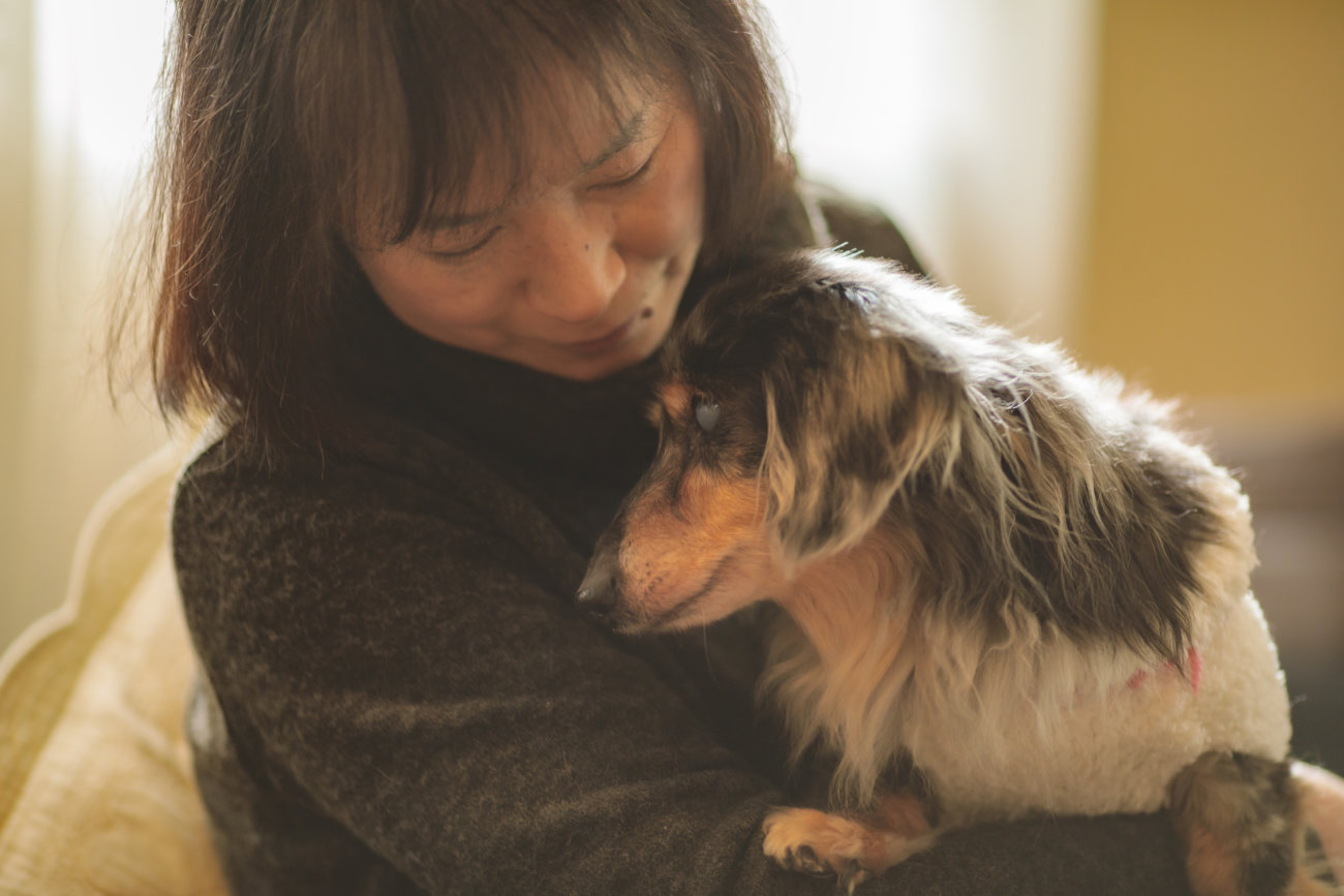 ダックスフンド,シニア,ほたる