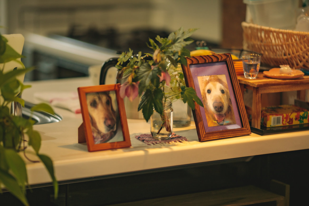 ダックスフンド,シニア,ほたる