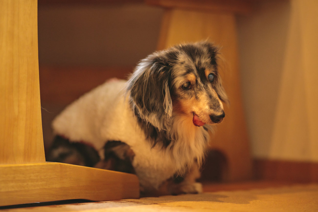 ダックスフンド,シニア,ほたる