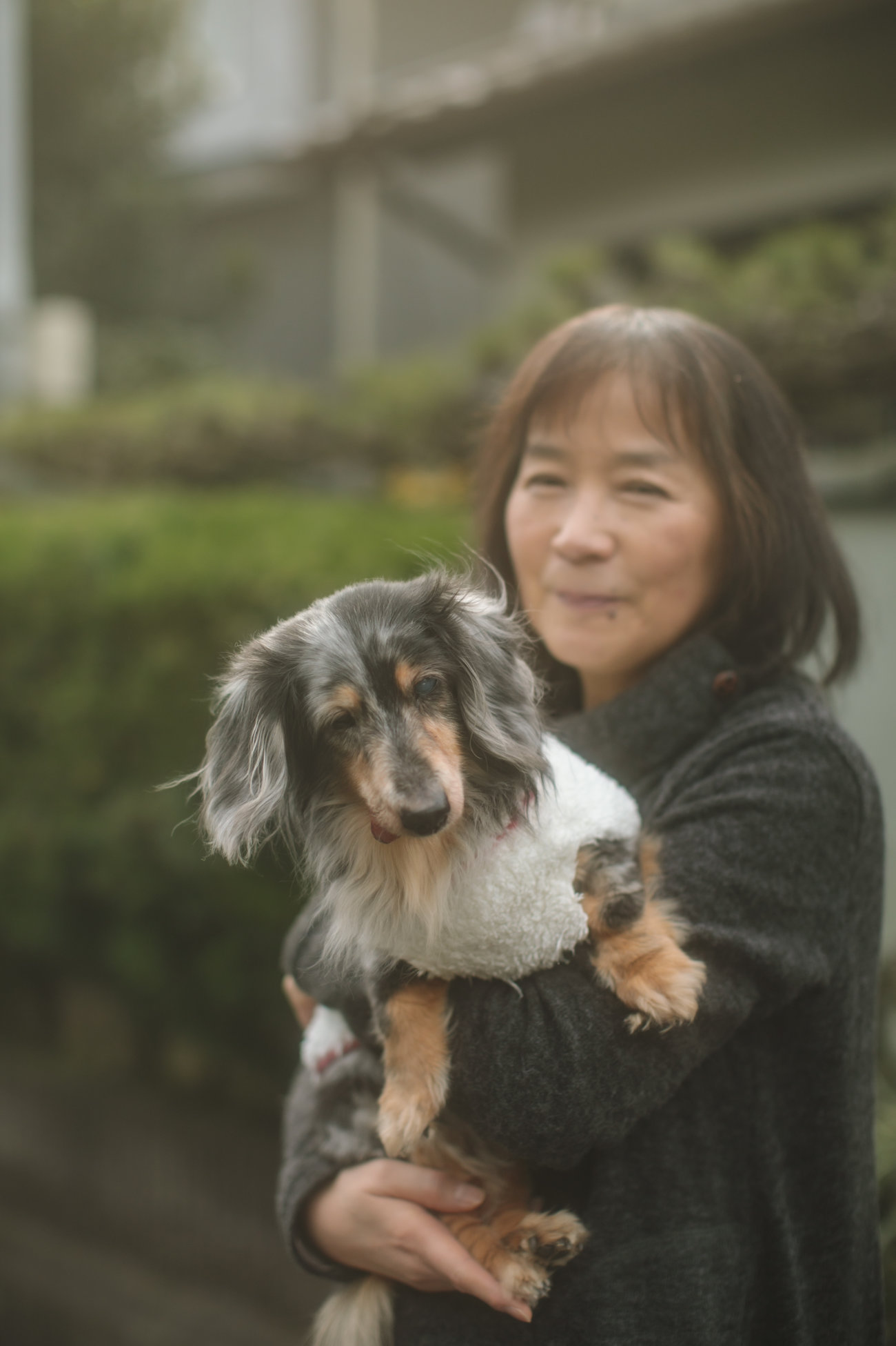 ダックスフンド,シニア,ほたる