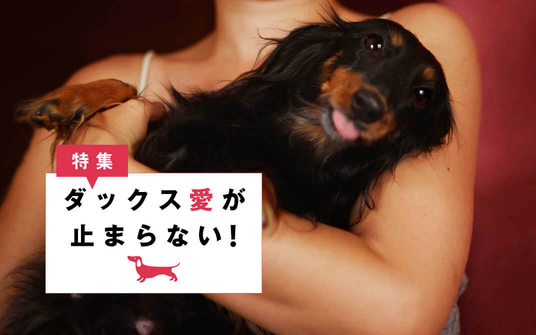 ダックスフンド,愛がとまらない