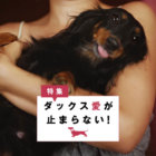 【特集】ダックス愛が止まらない！