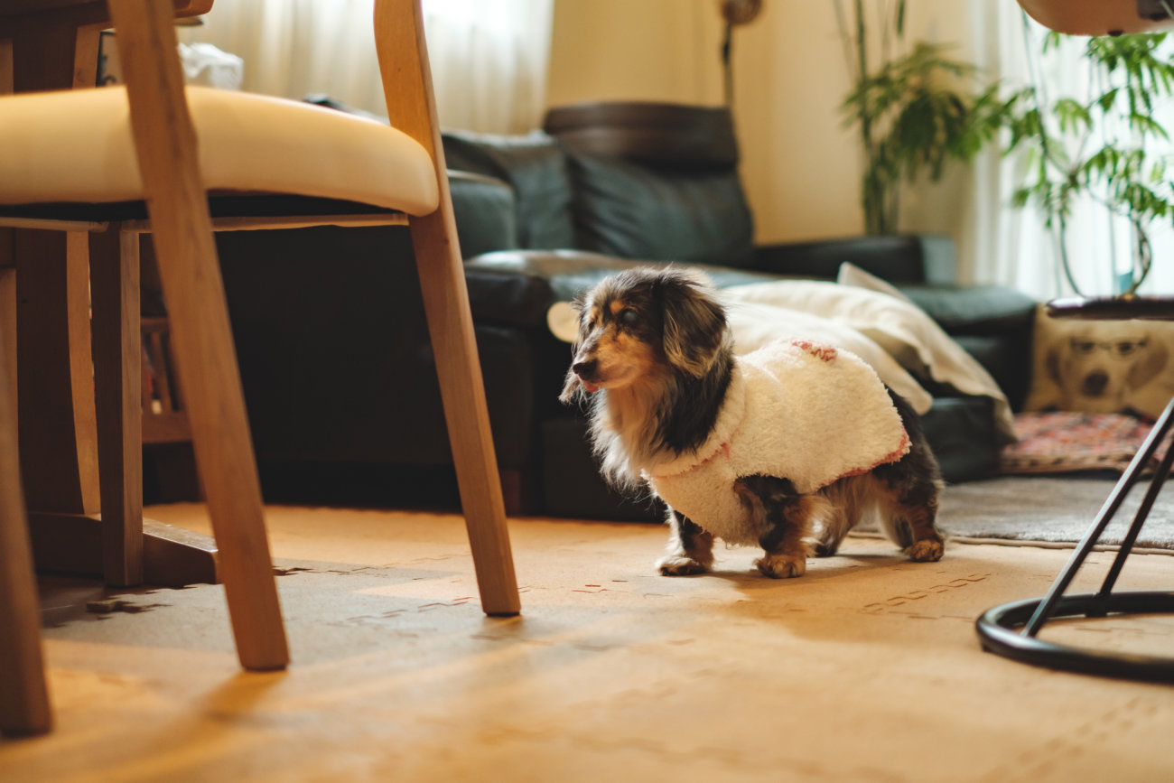 ダックスフンド,シニア,ほたる