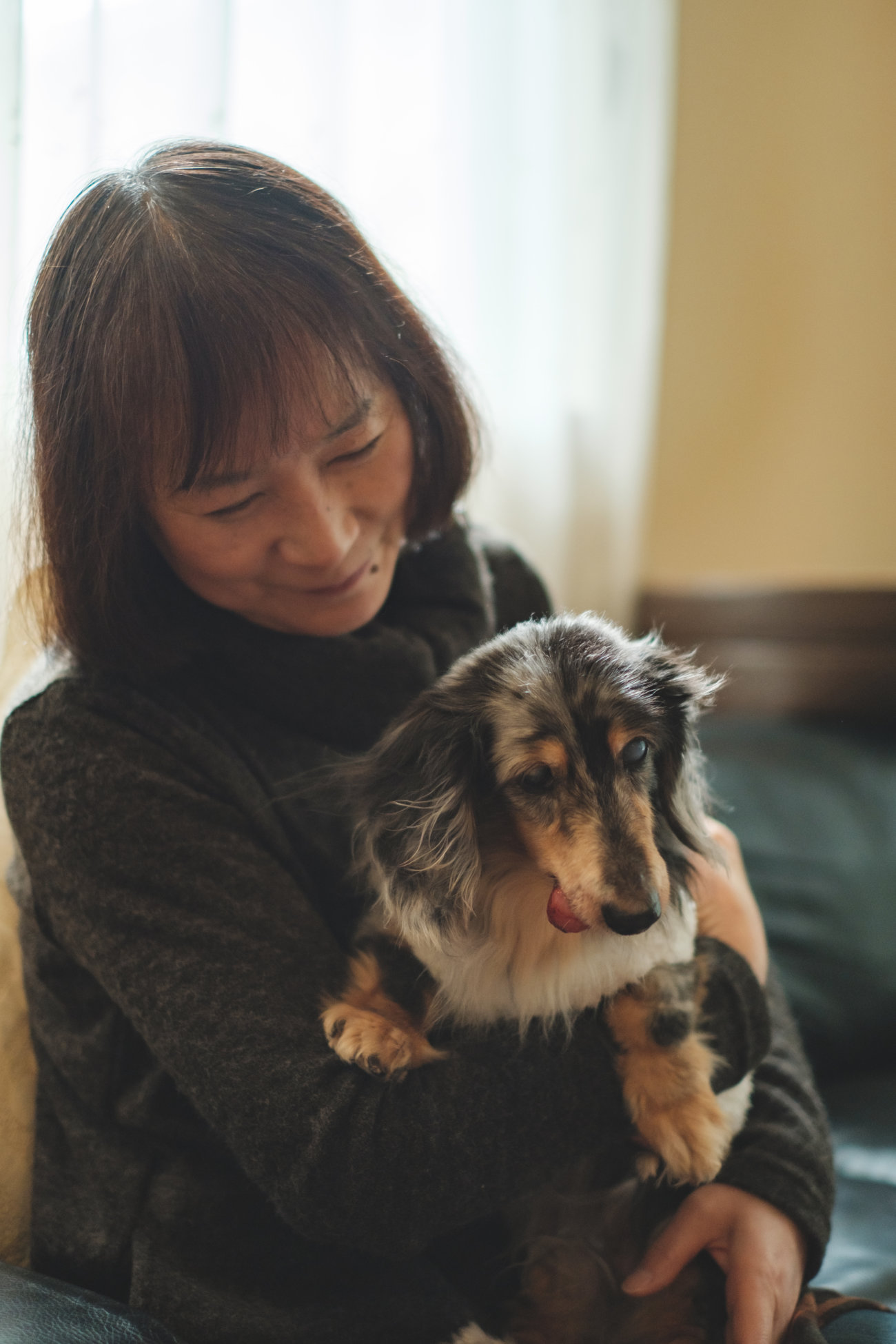 ダックスフンド,シニア,ほたる