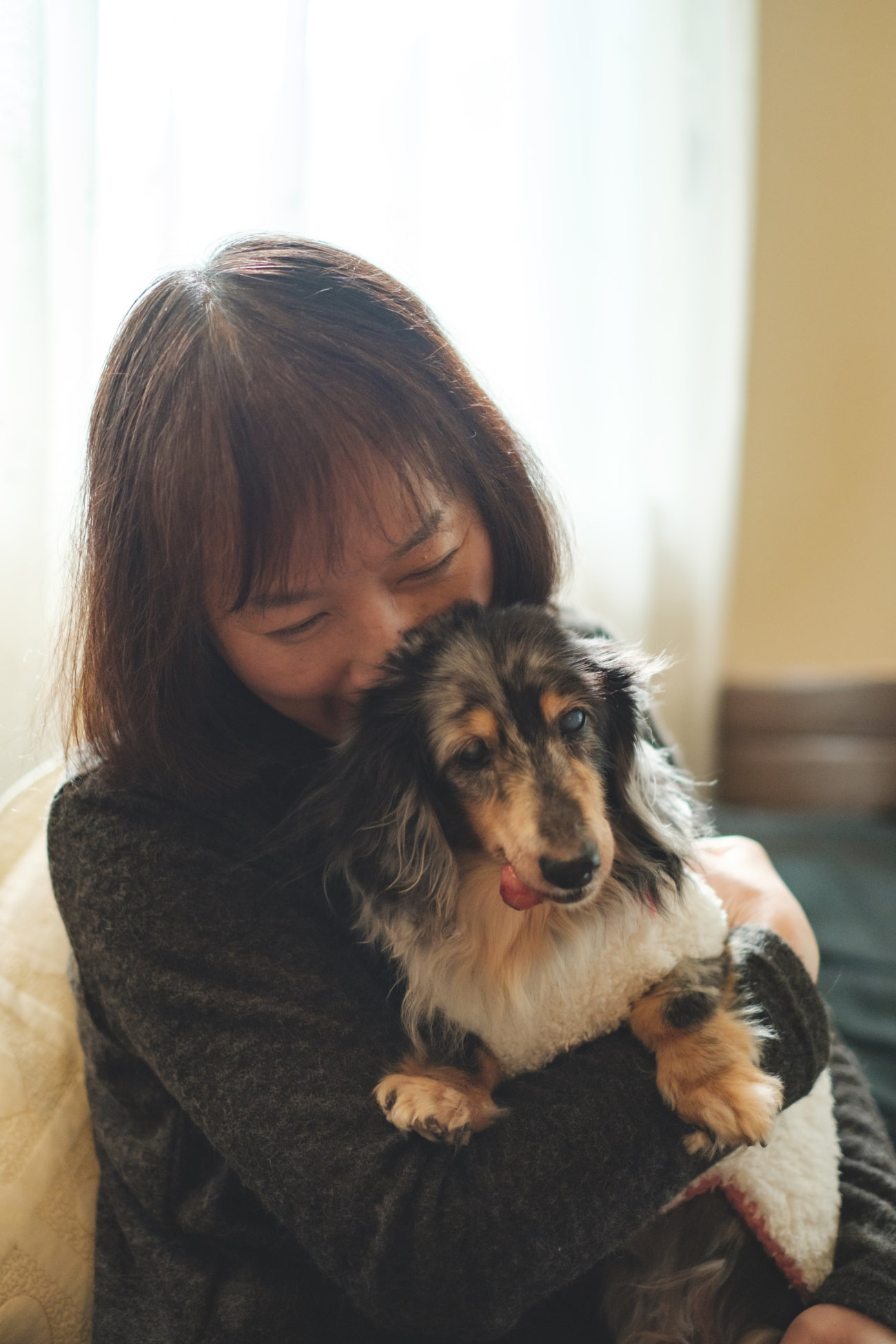 ダックスフンド,シニア,ほたる