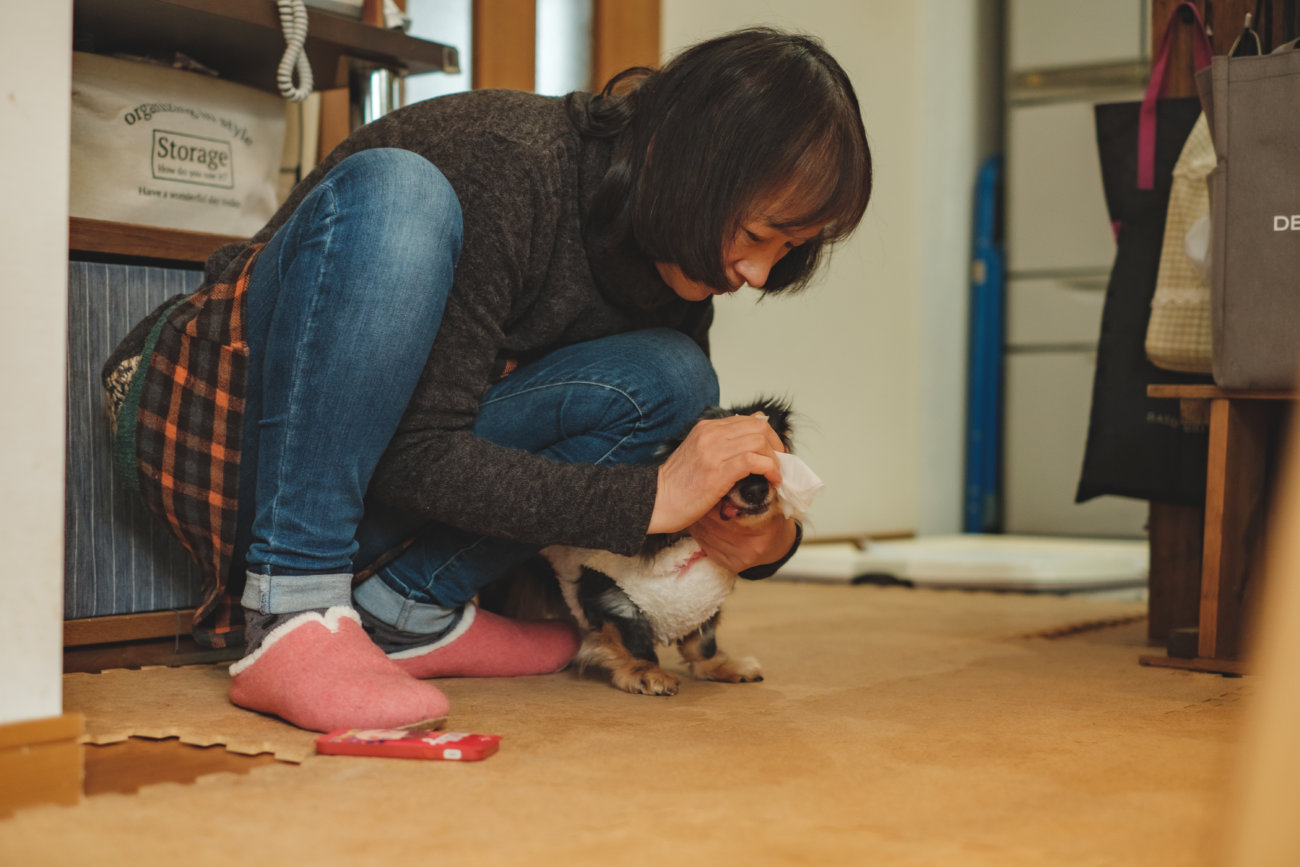 ダックスフンド,シニア,ほたる