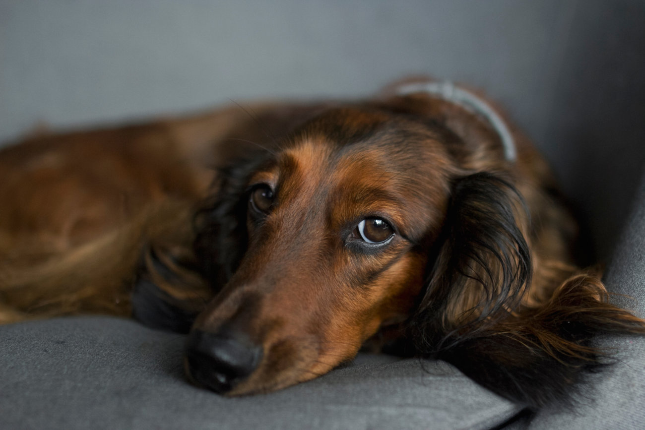 ダックスフンド,コロナウィルス