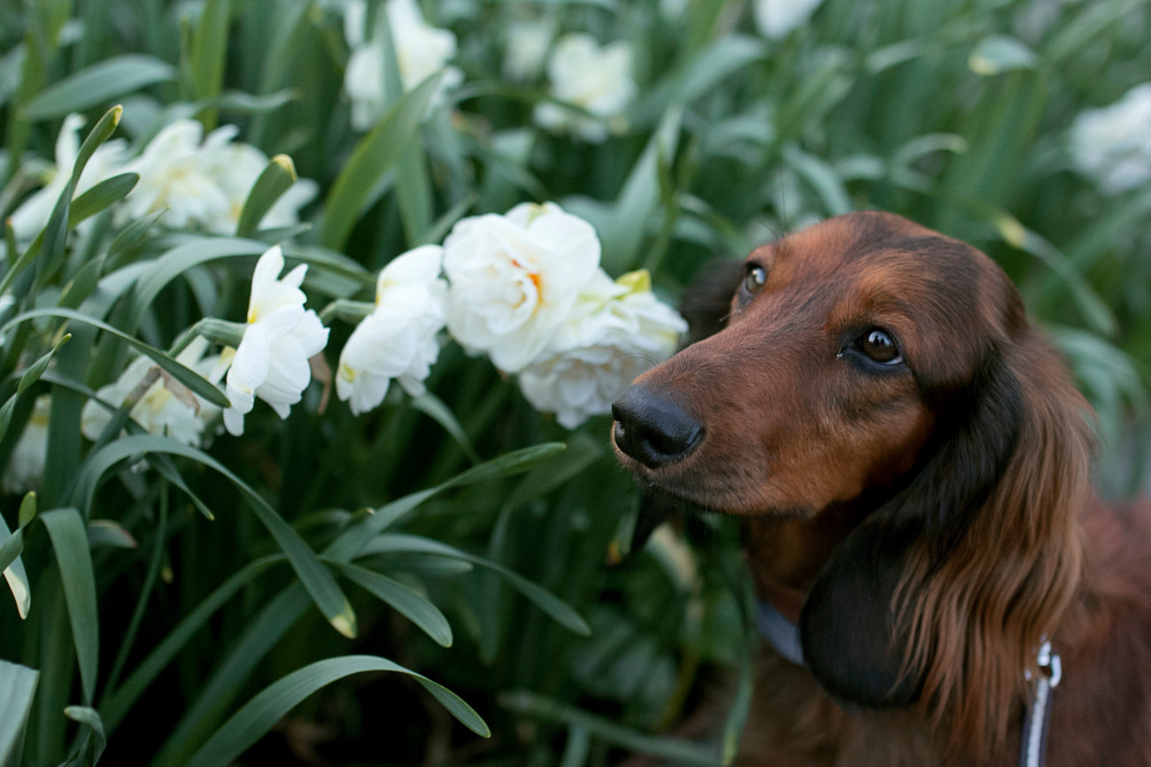 ダックスフンド,基本情報