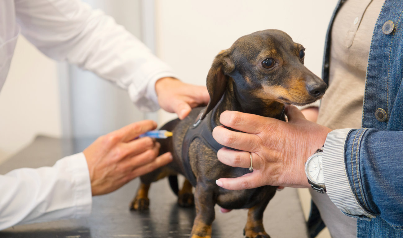 ダックスフンド,病気