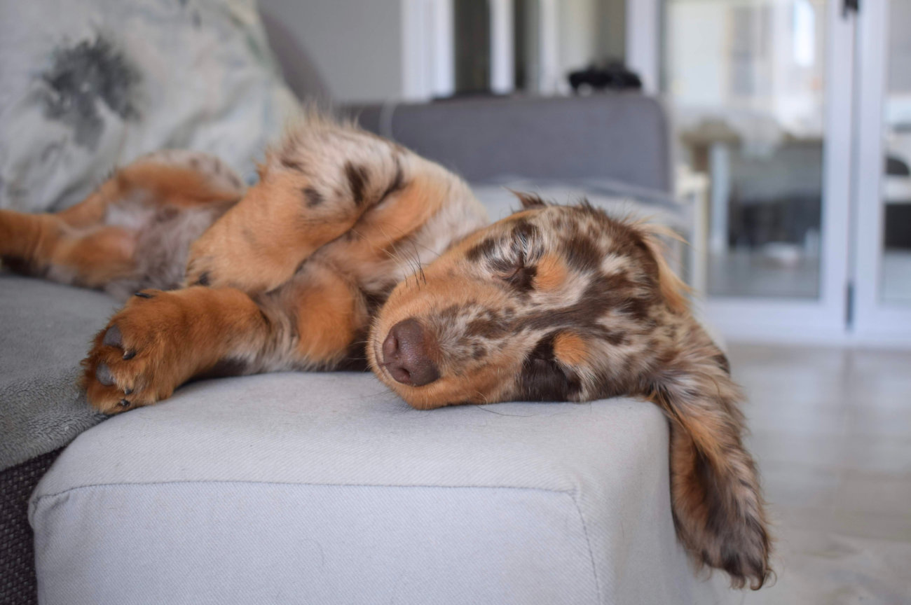 ダックスフンド,病気