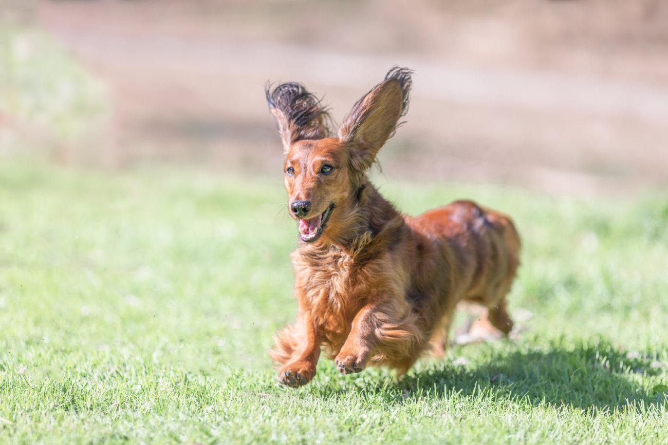 ダックスフンド,走る