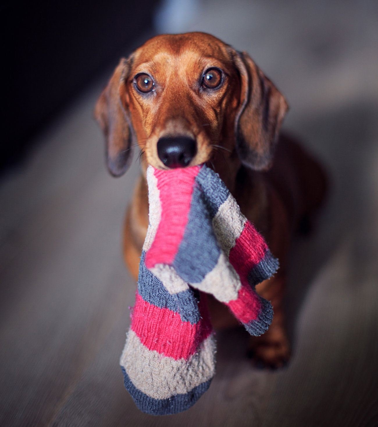 ダックスフンド,靴下