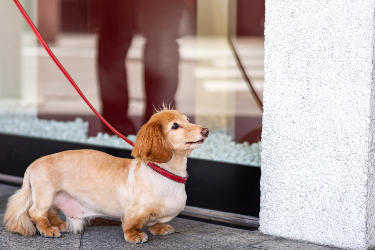 ダックスフンド,基本情報