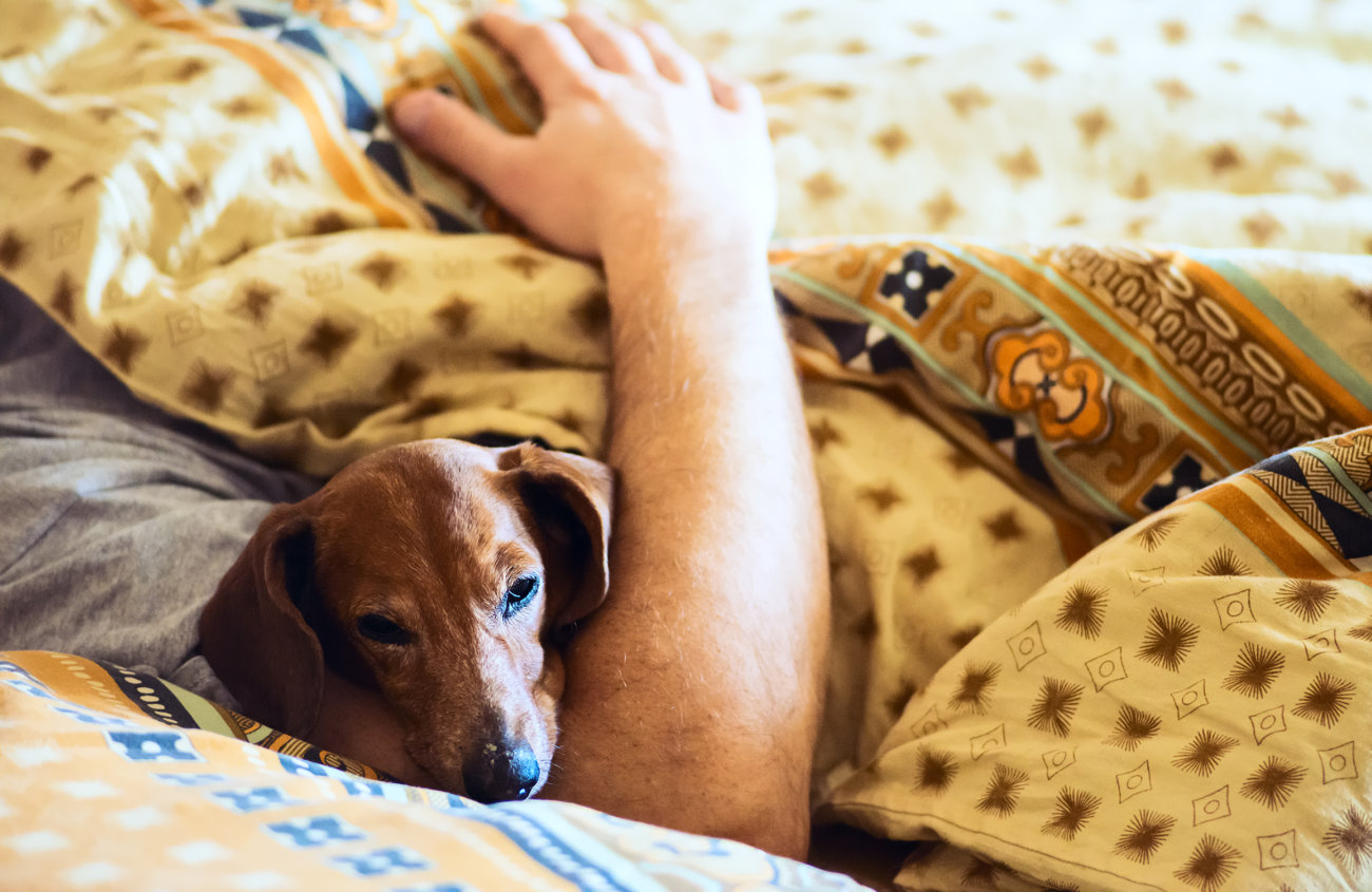 ダックスフンド,基本情報