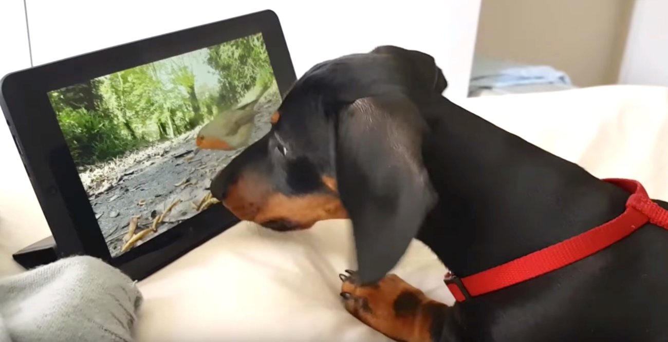 ダックスフンド,動画