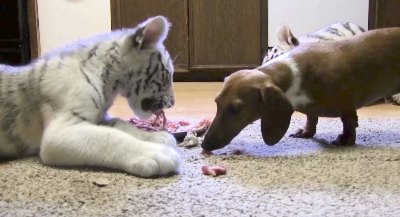 ダックスフンド,動画