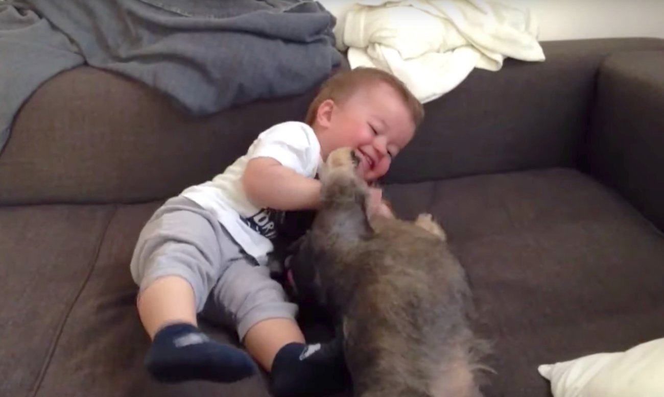 ダックスフンド,赤ちゃん