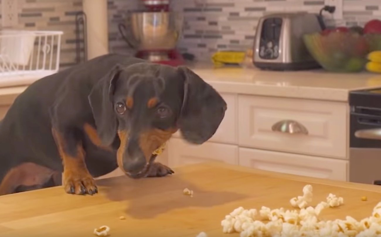 ダックスフンド,動画