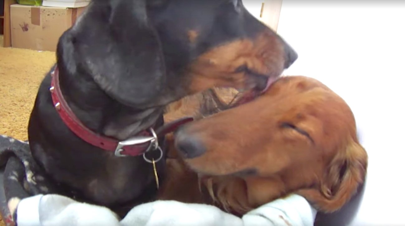 ダックスフンド,動画