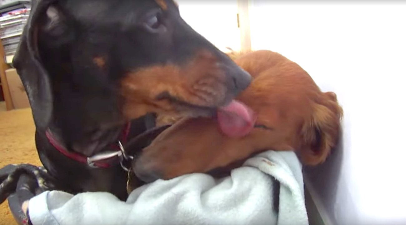 ダックスフンド,動画