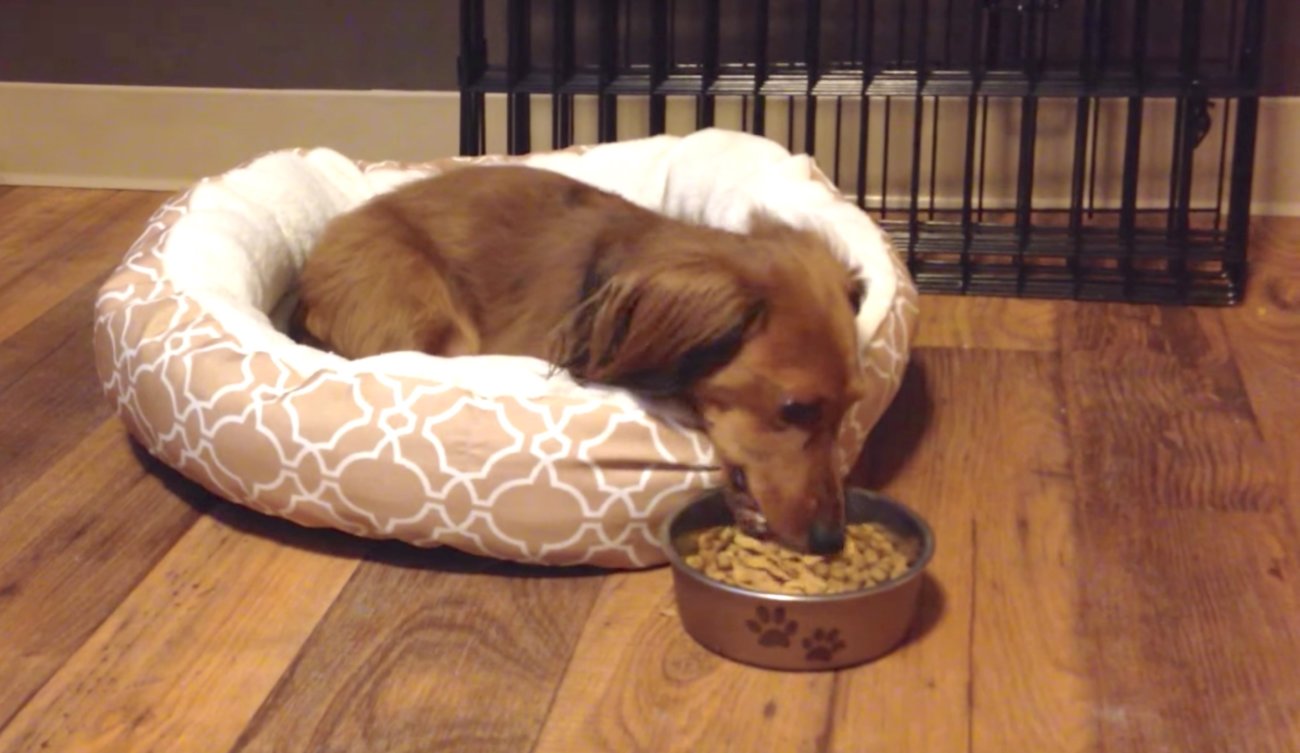 ダックスフンド,動画