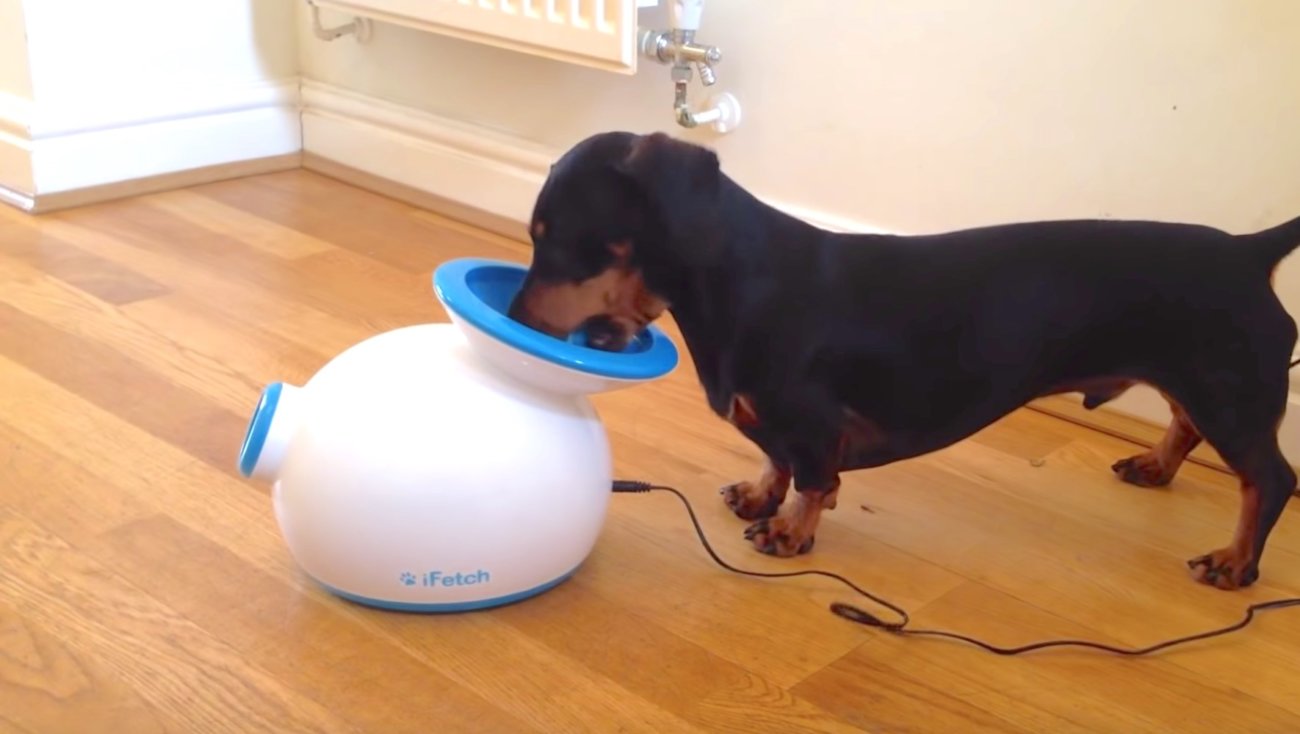 ダックスフンド,動画