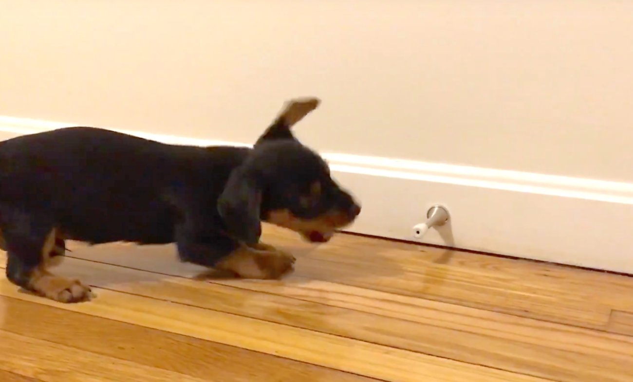 ダックスフンド,動画