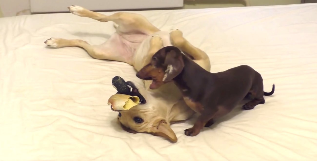 ダックスフンド,動画