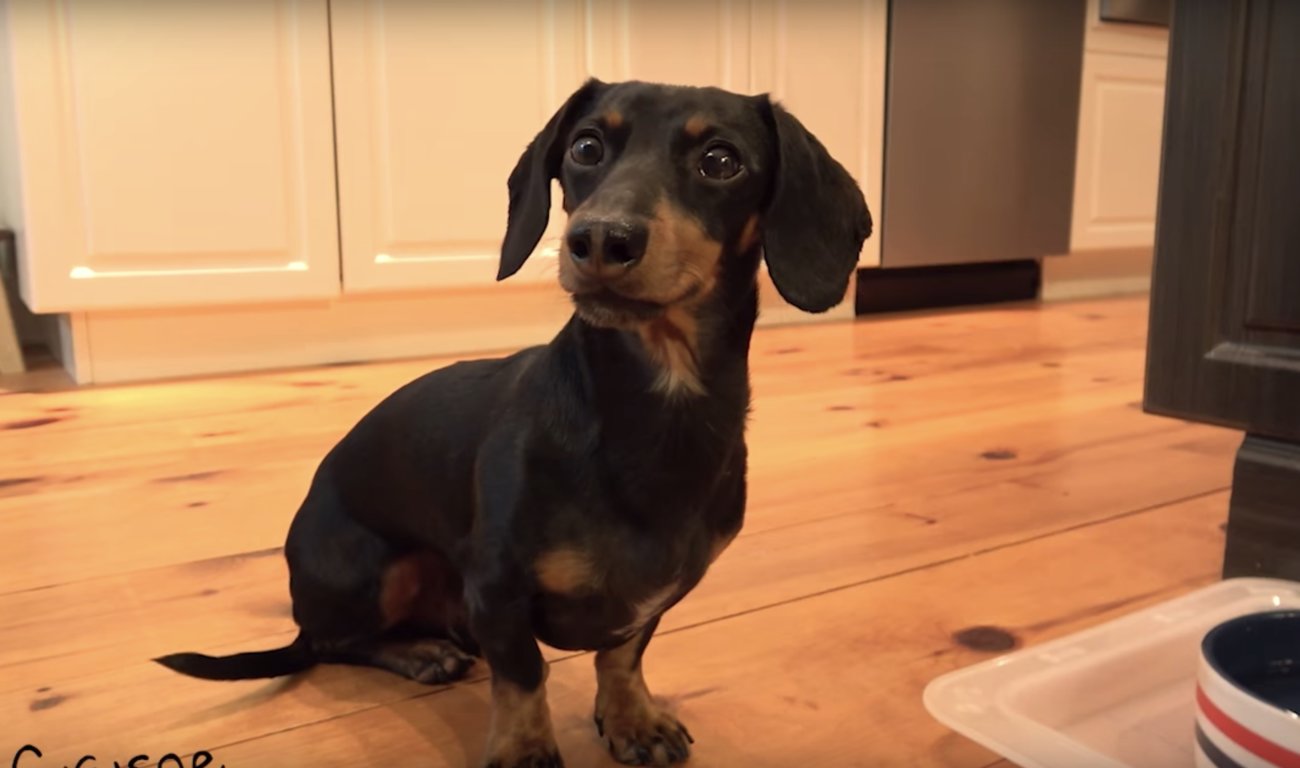 ダックスフンド,動画