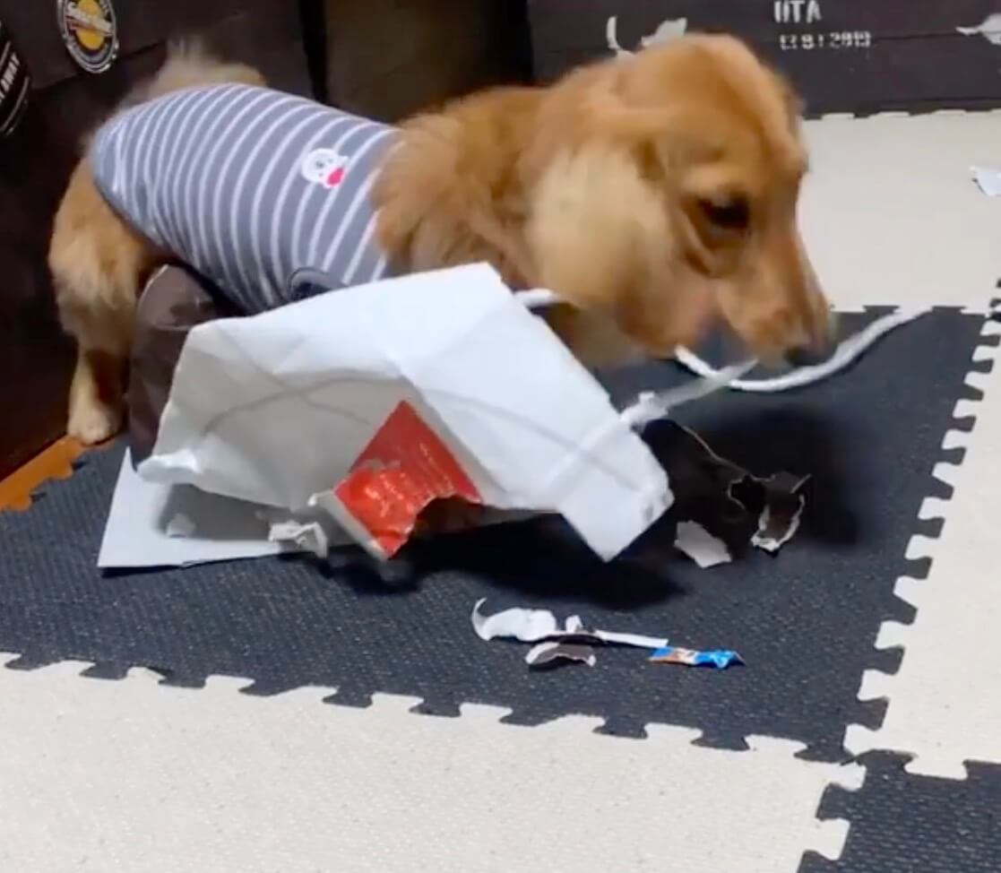 ダックスフンド,動画