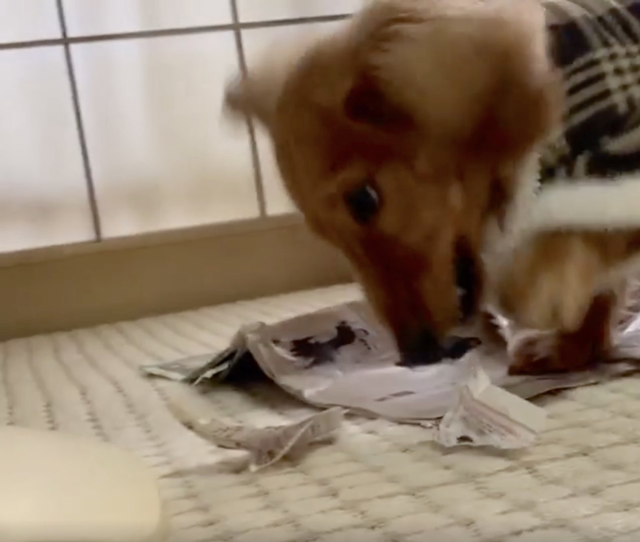 ダックスフンド,動画