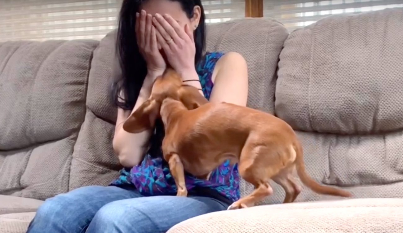 ダックスフンド,動画