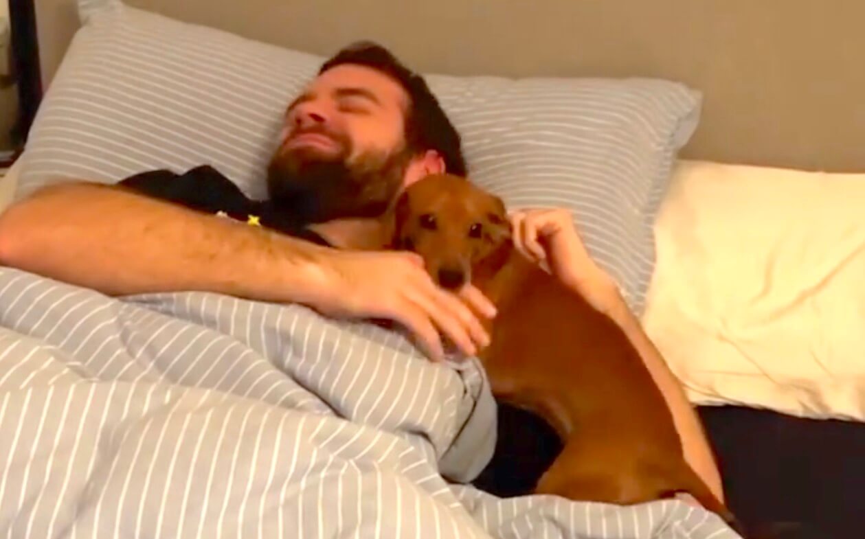 ダックスフンド,動画