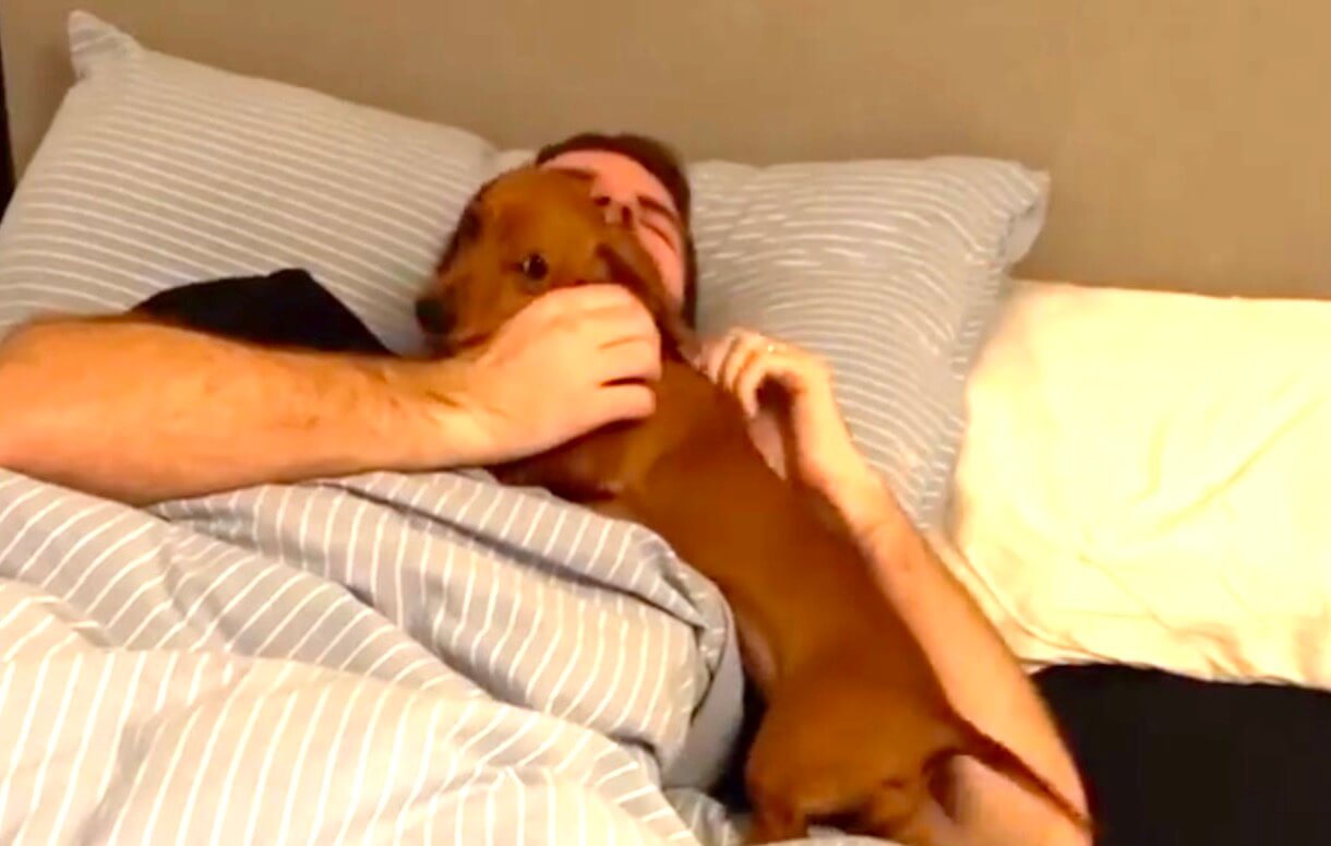 ダックスフンド,動画